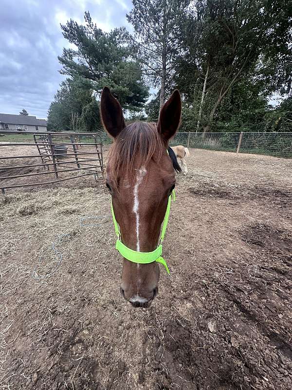 best-buddy-paint-horse
