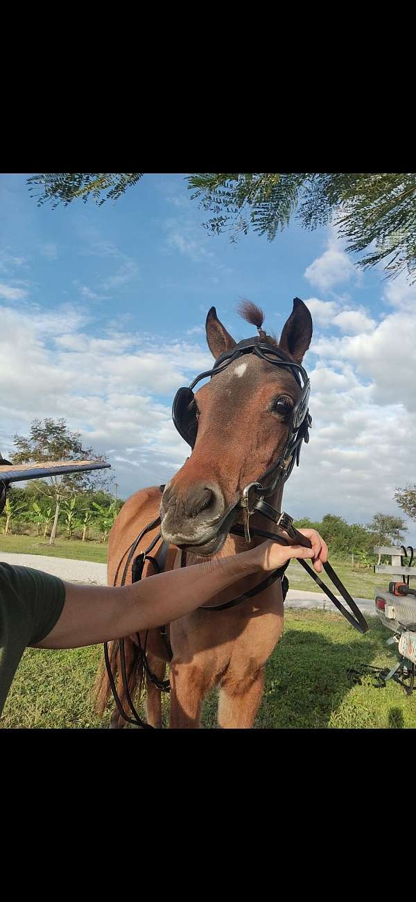 harness-trained-miniature-horse