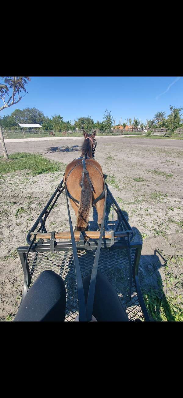 harness-trained-mare