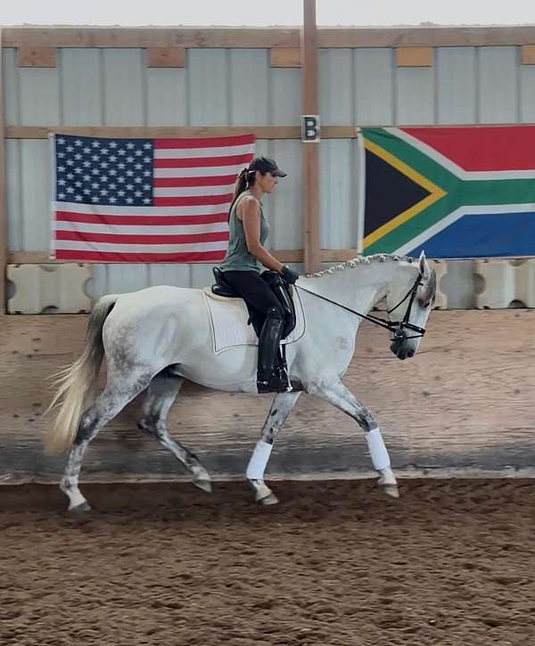appr-gelding