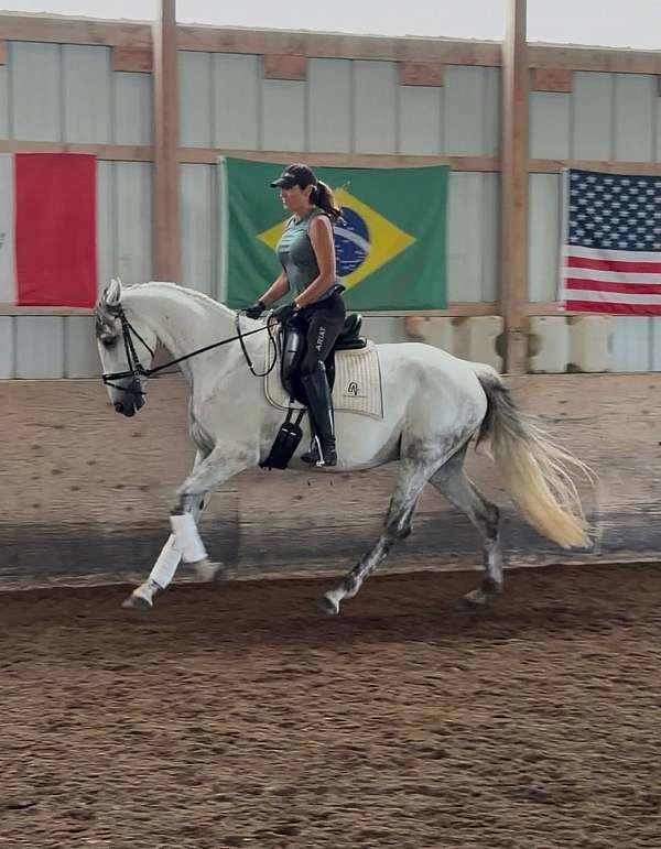 appr-andalusian-gelding