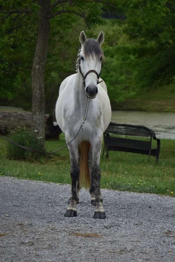fei-andalusian-gelding