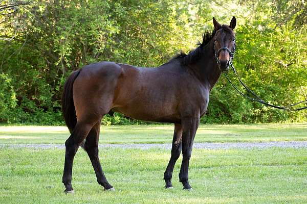 western-dressage-oldenburg-horse