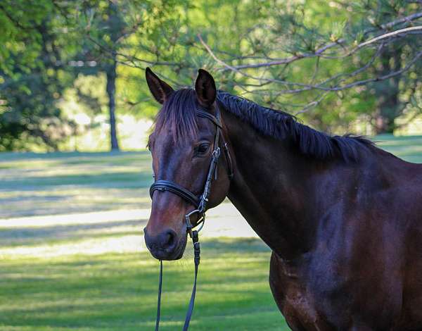oldenburg-horse