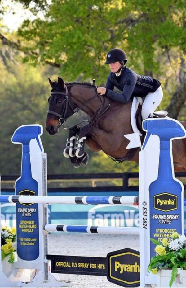 gelding-oldenburg-horse