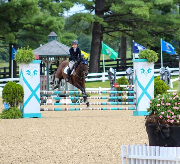 jumper-oldenburg-horse