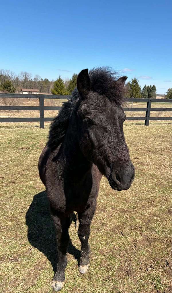 black-cross-driving-pony