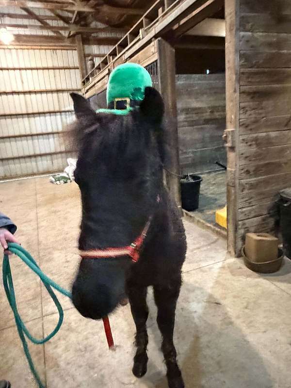black-shetland-pony-gelding