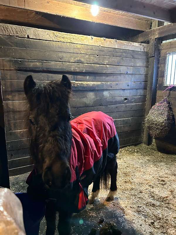 cross-driving-gelding