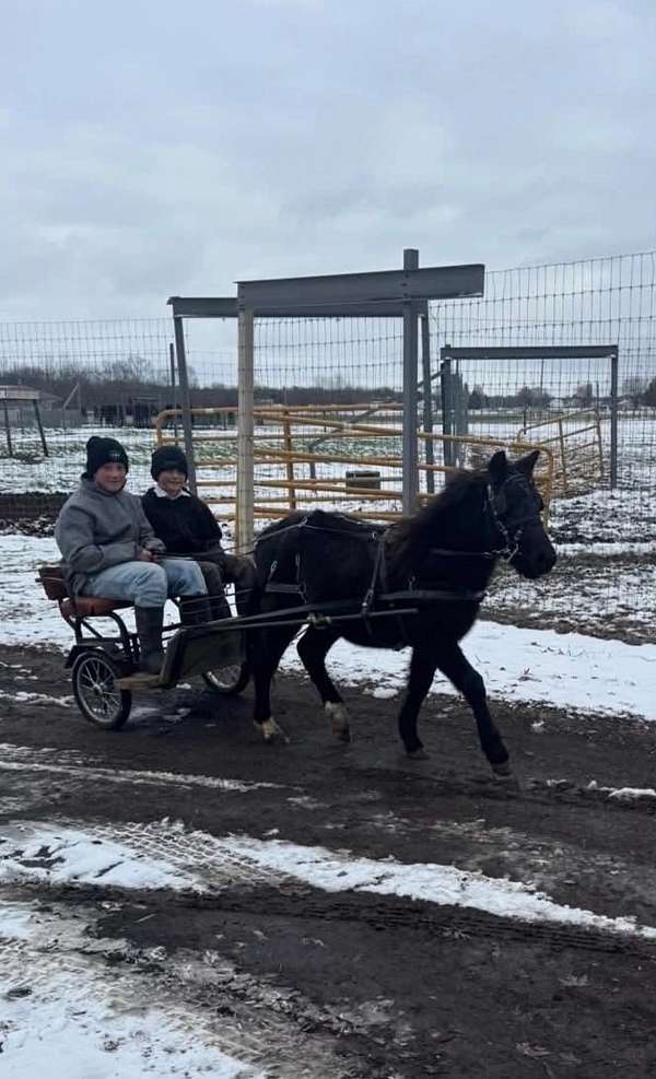 cross-driving-pony
