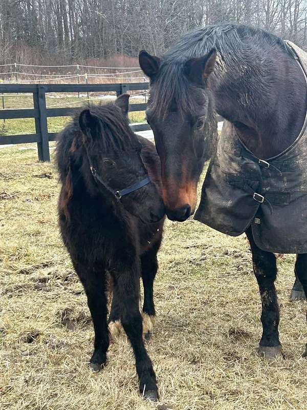 black-gelding-for-sale