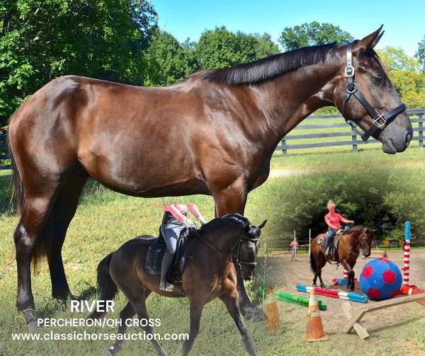 ability-percheron-horse