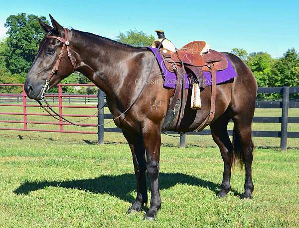 burro-percheron-horse
