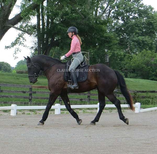 buy-now-percheron-horse