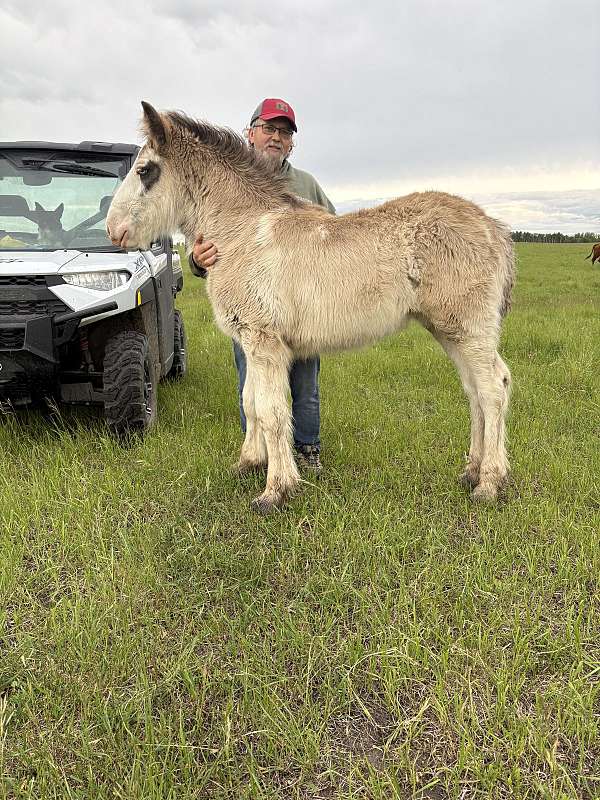 clydesdale-colt