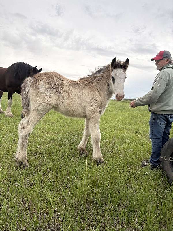 clydesdale-horse-for-sale
