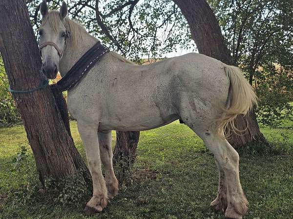percheron-horse