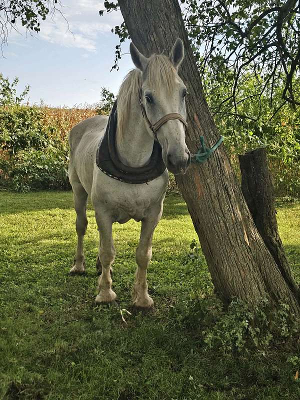 kid-safe-percheron-horse