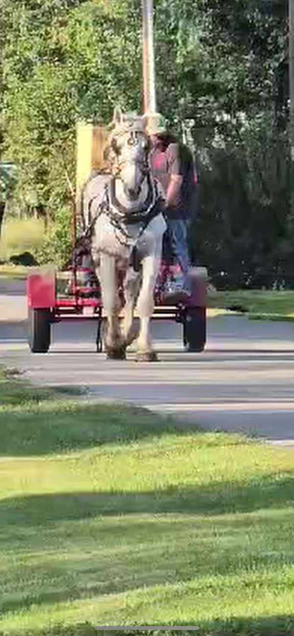 draft-percheron-horse