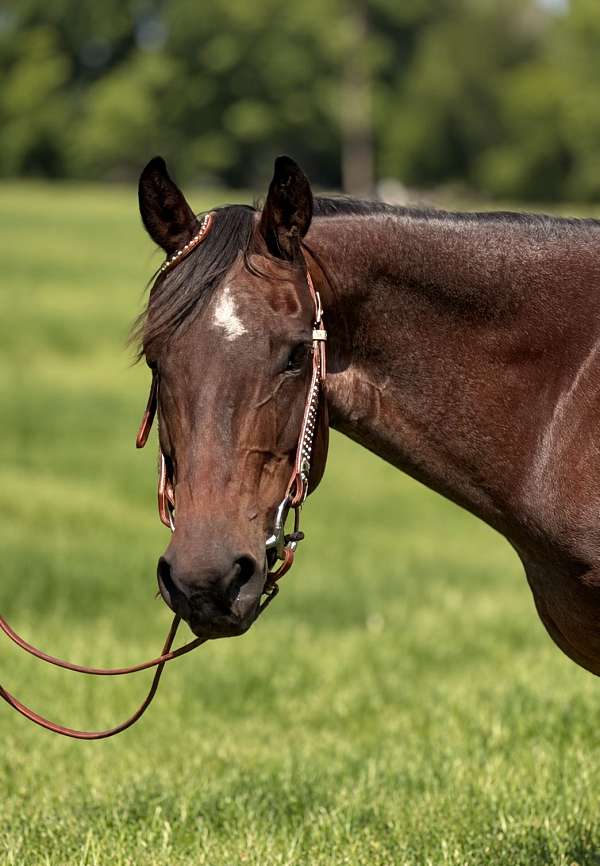 and-temperament-mare