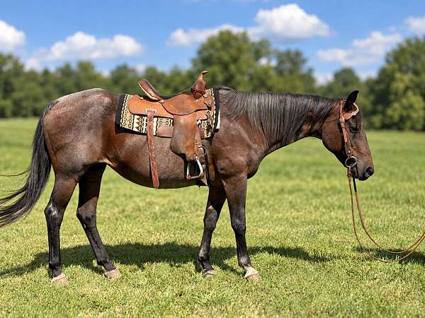 blue-boy-mare