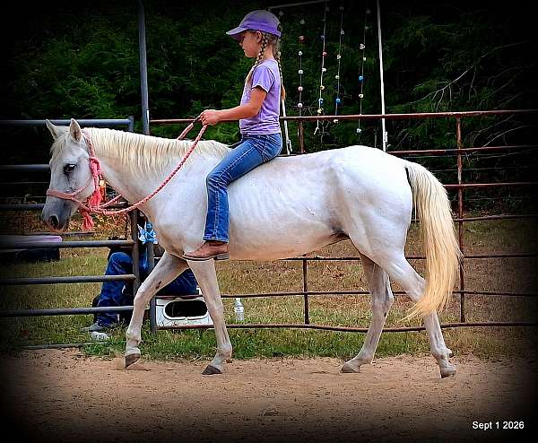 smooth-gaited-horse-paso-fino