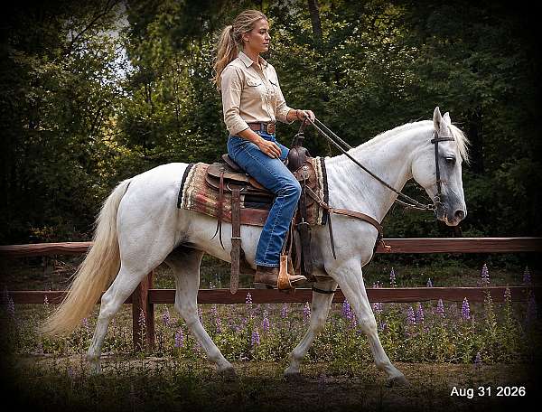 gentle-mare-paso-fino-horse
