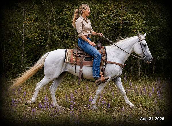 grey-mare-paso-fino-horse