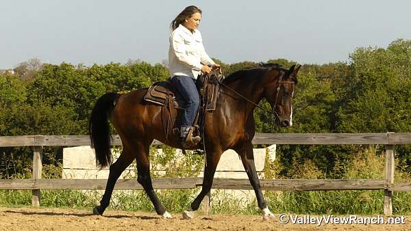dressage-warmblood-horse