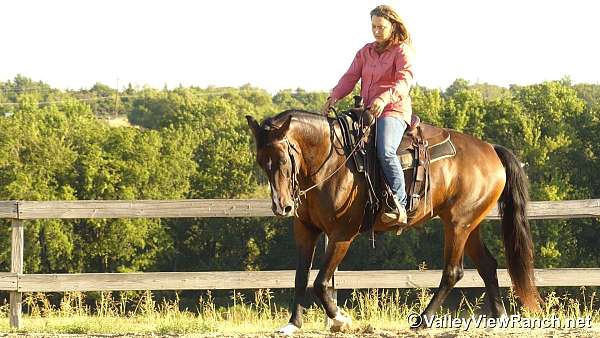 ridden-english-warmblood-horse