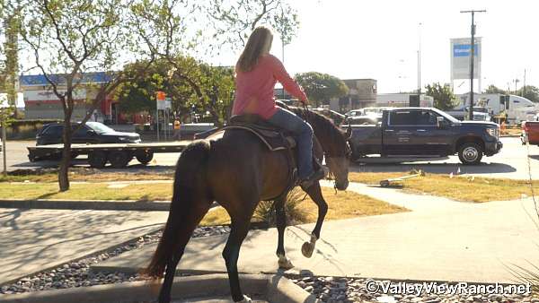 trail-riding-warmblood-horse