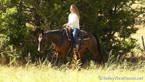 trail-warmblood-horse