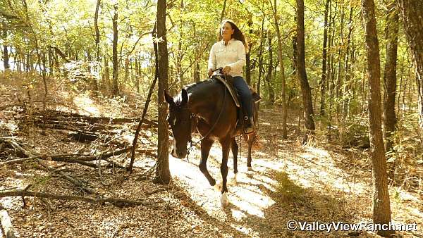 bay-warmblood-mare
