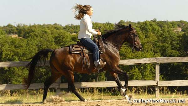 trail-class-competition-warmblood-horse