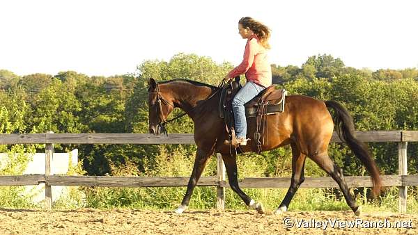 western-dressage-warmblood-horse