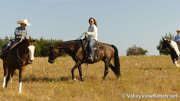 western-riding-warmblood-horse
