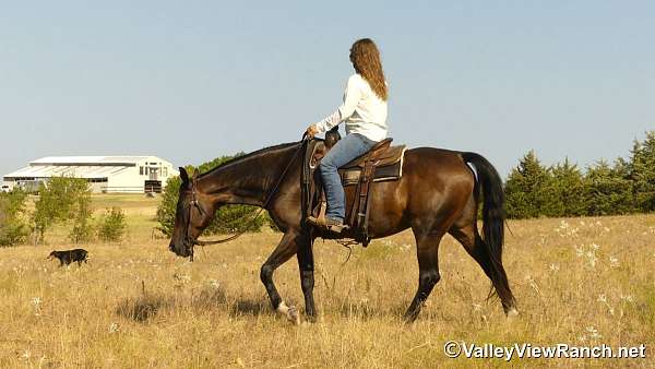 bay-dressage-horse