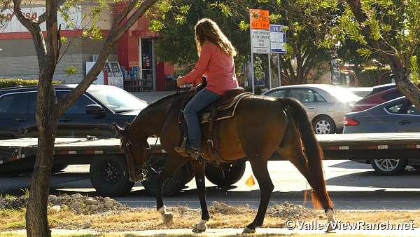 bay-ridden-english-horse