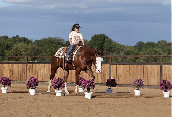 field-tr-quarter-horse