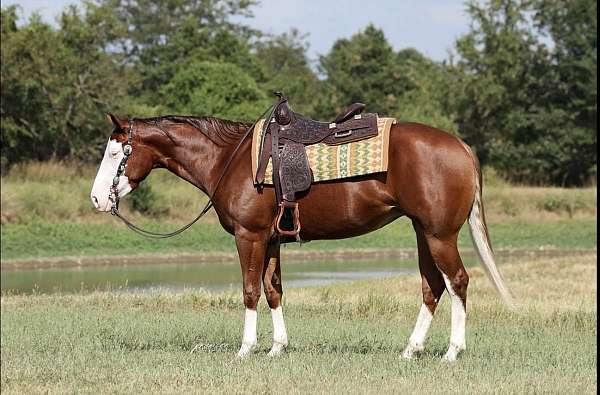 sorrel-field-tr-horse
