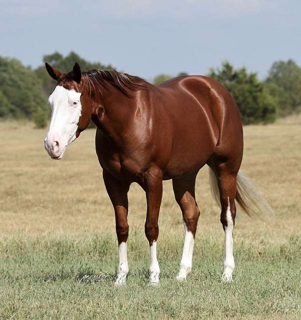 all-around-quarter-horse