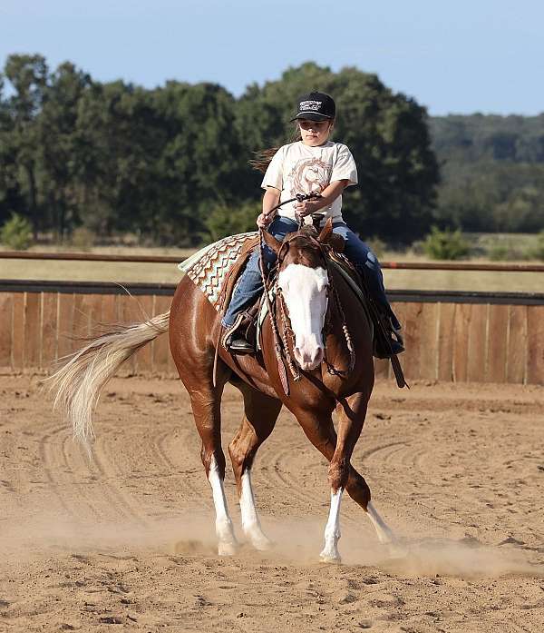 athletic-quarter-horse