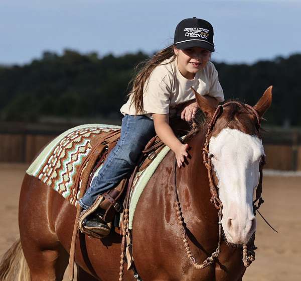 barrel-quarter-horse
