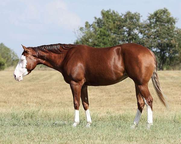 barrel-racing-quarter-horse
