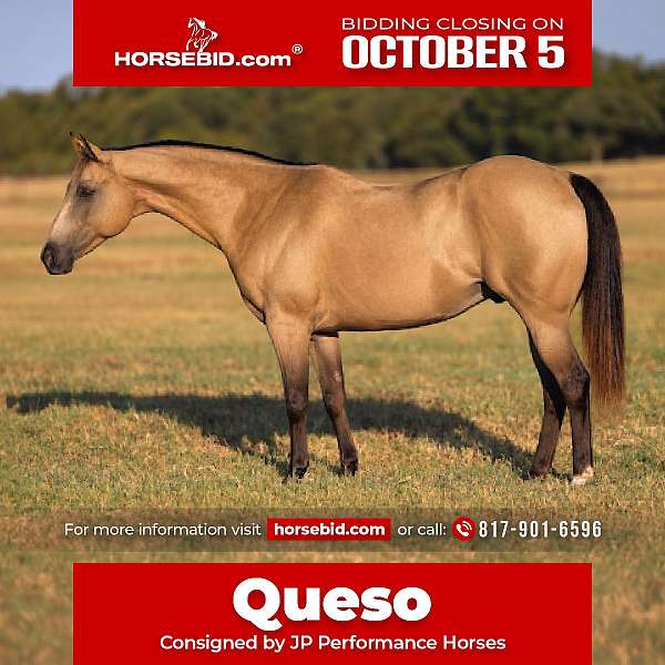 all-around-quarter-pony