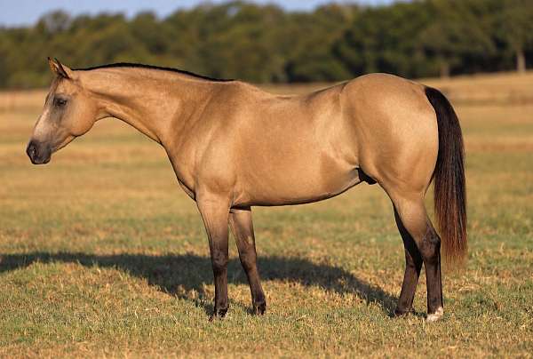 barrel-quarter-pony