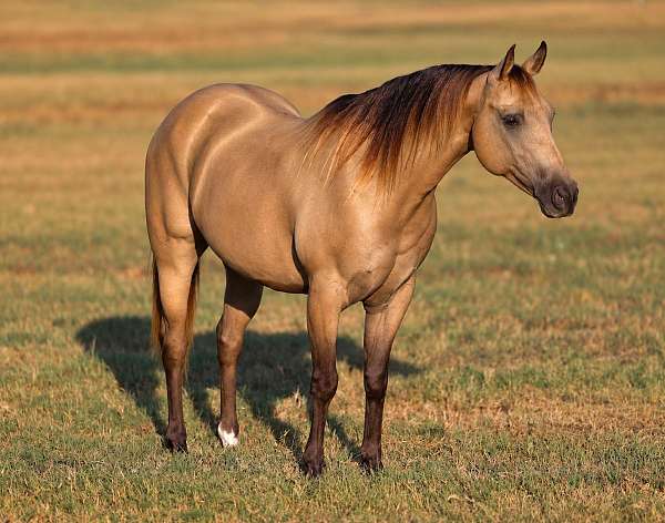 athletic-quarter-pony