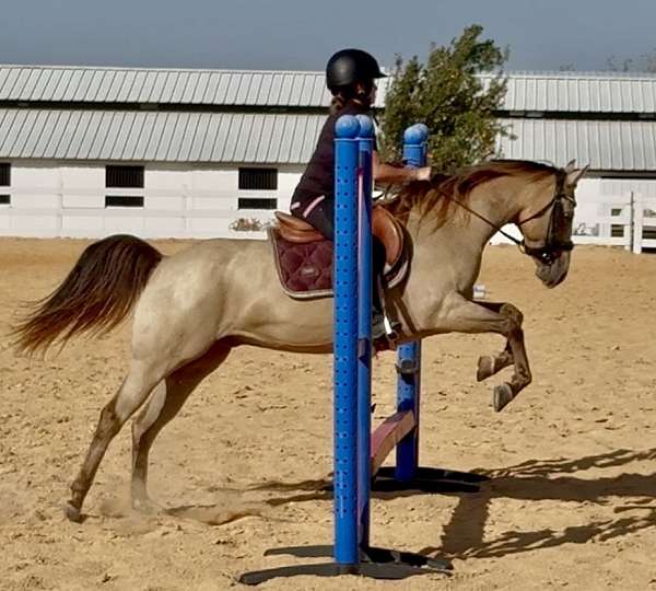 beginner-quarter-pony