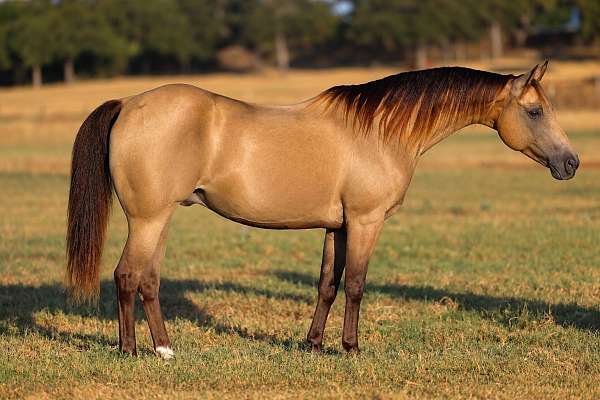 barrel-racing-quarter-pony