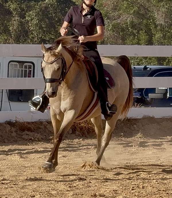 flashy-quarter-pony